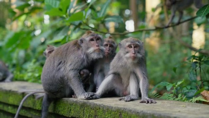 一群猕猴好奇地看着相机