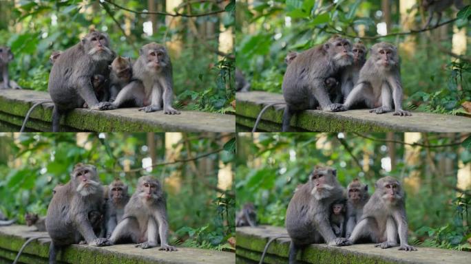 一群猕猴好奇地看着相机