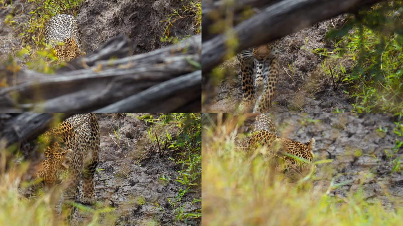 豹子在野生动物保护区的岩石上行走