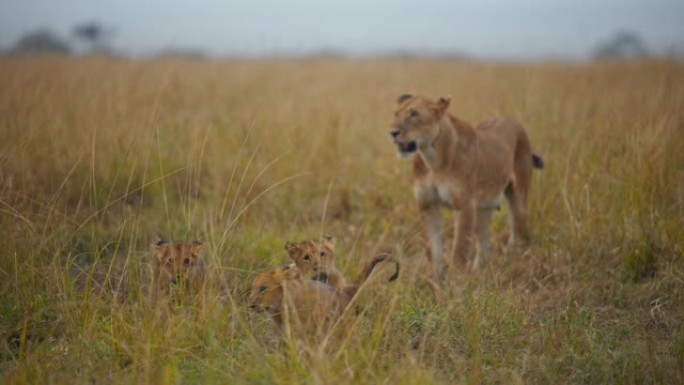 狮子和幼狮站在野生动物保护区的草地上