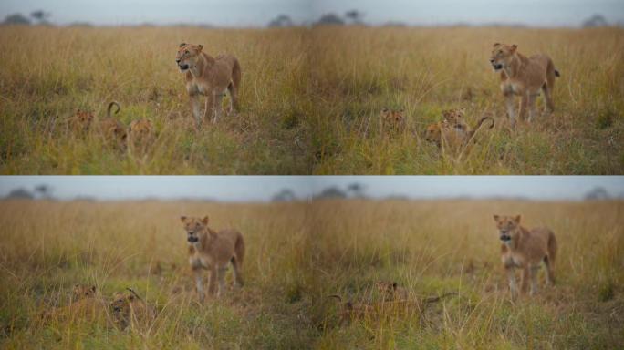狮子和幼狮站在野生动物保护区的草地上
