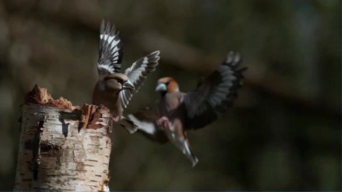 山雀，鸡喉鸟，两只鸟之间的战斗，飞行中的成年人，法国诺曼底，慢动作4K