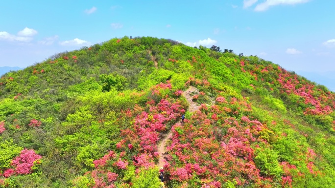 航拍浙江杭州桐庐杜鹃花 春色 乡村美景