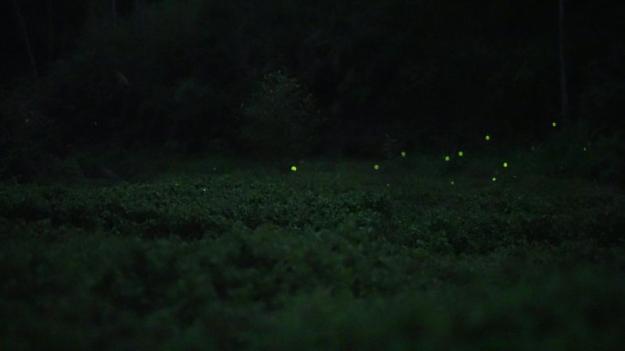 草丛中飞舞的萤火虫