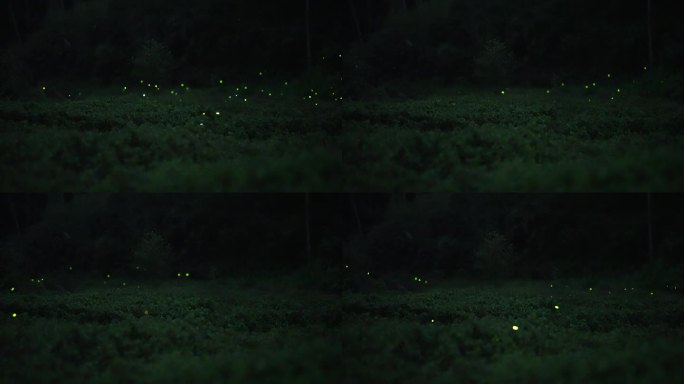 草丛中飞舞的萤火虫