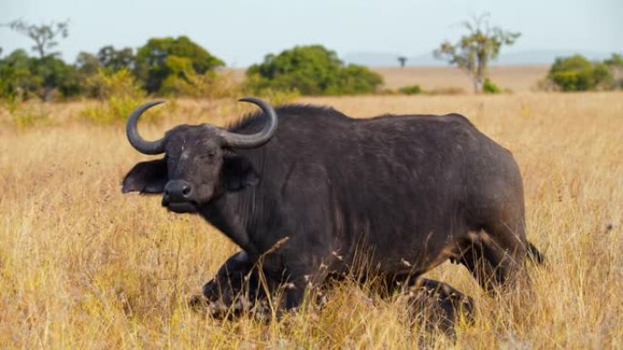 非洲水牛在马赛马拉国家保护区的景观上放牧