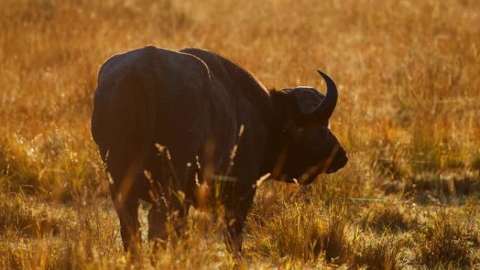 野生动物保护区草原上的水牛放牧