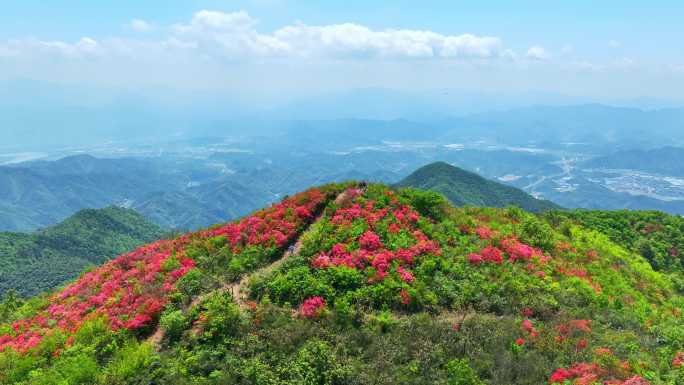 航拍浙江杭州桐庐杜鹃花 春色 乡村美景