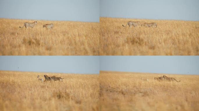 慢动作猎豹在草原上猎杀黑斑羚幼崽