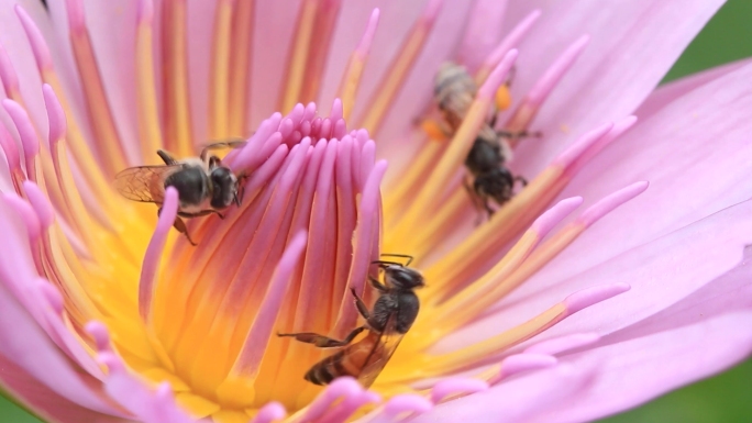 蜜蜂采蜜公园花朵开放