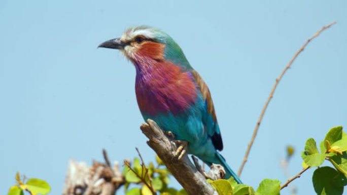 马赛马拉国家保护区紫丁香胸滚筒栖息的特写