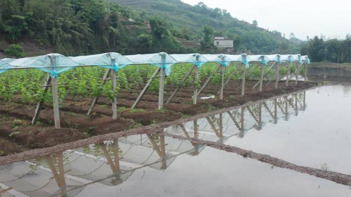 乡村振兴 航拍葡萄产业化种植发展