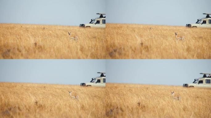 慢动作伪装的猎豹盯着草原上的年轻黑斑羚，背景是野生动物园的汽车/车辆。狩猎已经开始。
