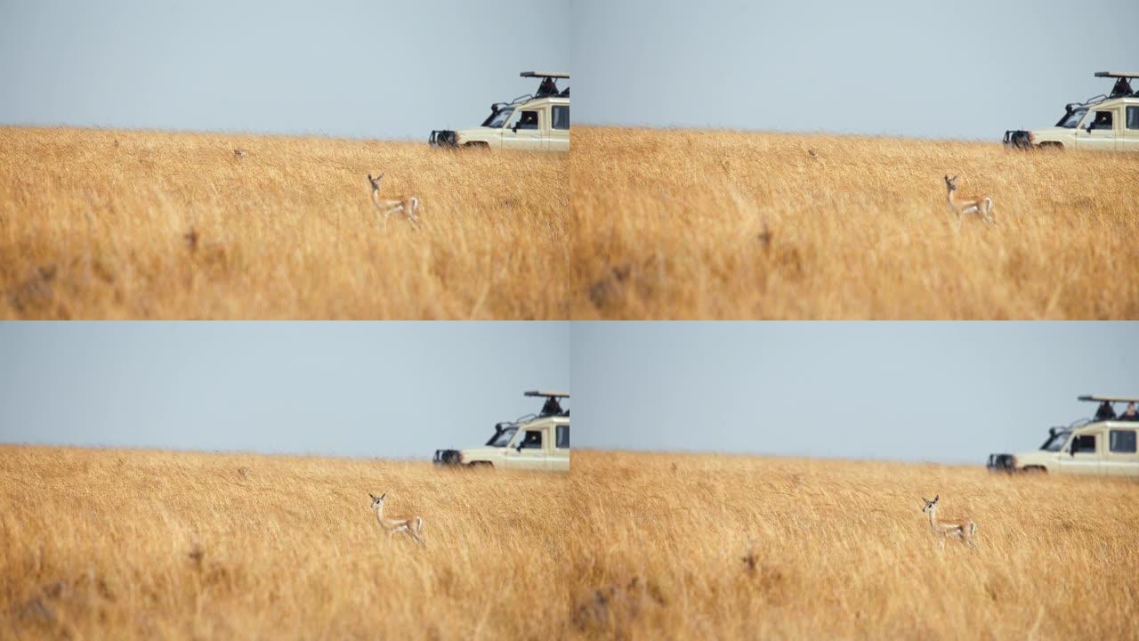 慢动作伪装的猎豹盯着草原上的年轻黑斑羚，背景是野生动物园的汽车/车辆。狩猎已经开始。