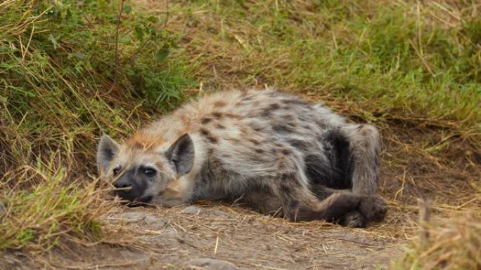 母性可能会耗尽。鬣狗在野生动物保护区的草地上放松