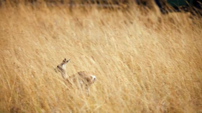 SLO MO猎豹在草原上猎杀黑斑羚幼崽。狩猎模式。