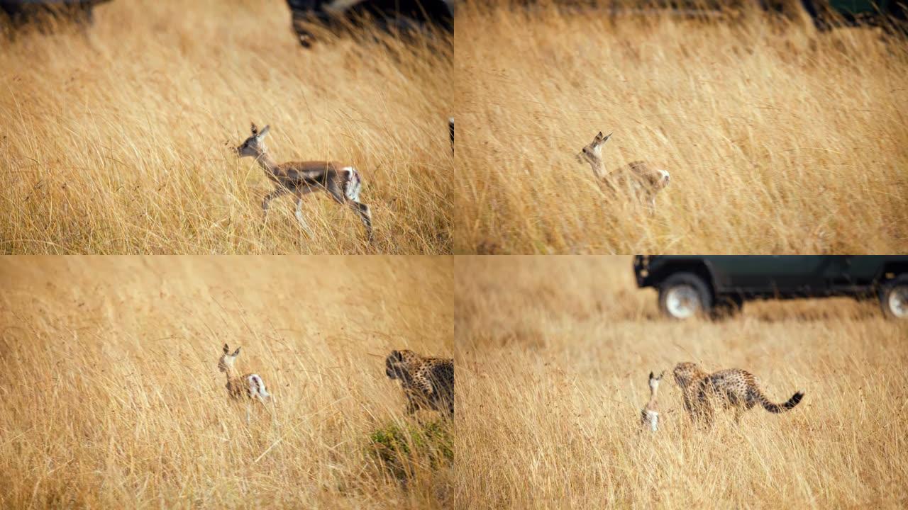 SLO MO猎豹在草原上猎杀黑斑羚幼崽。狩猎模式。