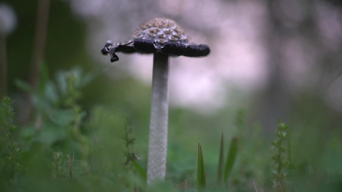 小清新野生菌野蘑菇毒蘑菇清新空镜头