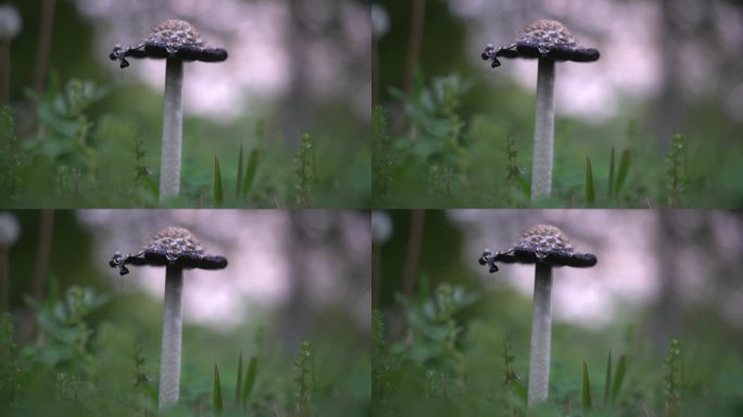 小清新野生菌野蘑菇毒蘑菇清新空镜头