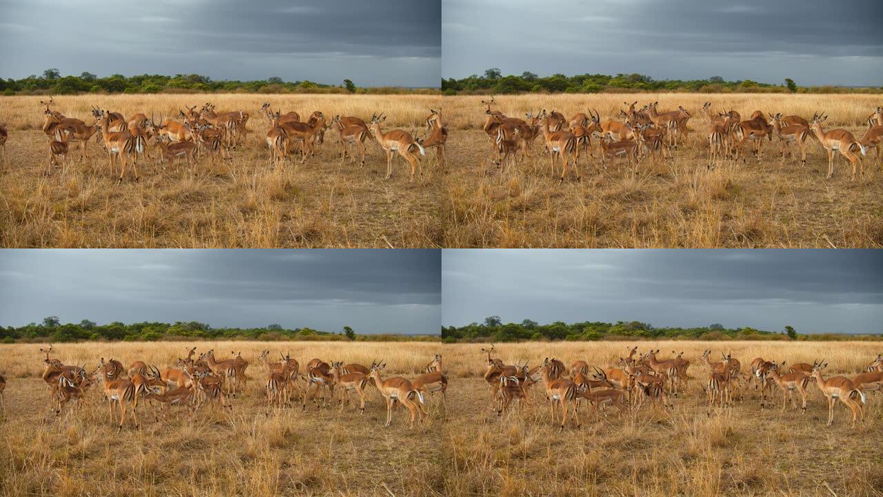 马赛马拉国家保护区萨凡纳的黑斑羚
