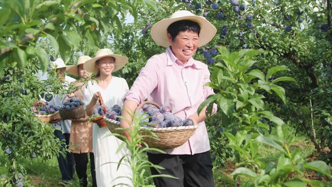 黑布林李子