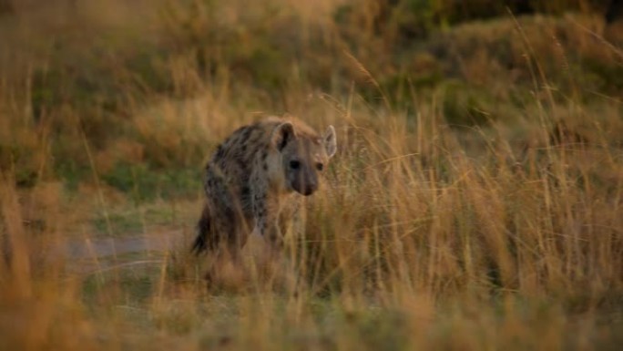 鬣狗在野生动物保护区的草原上散步和寻找食物