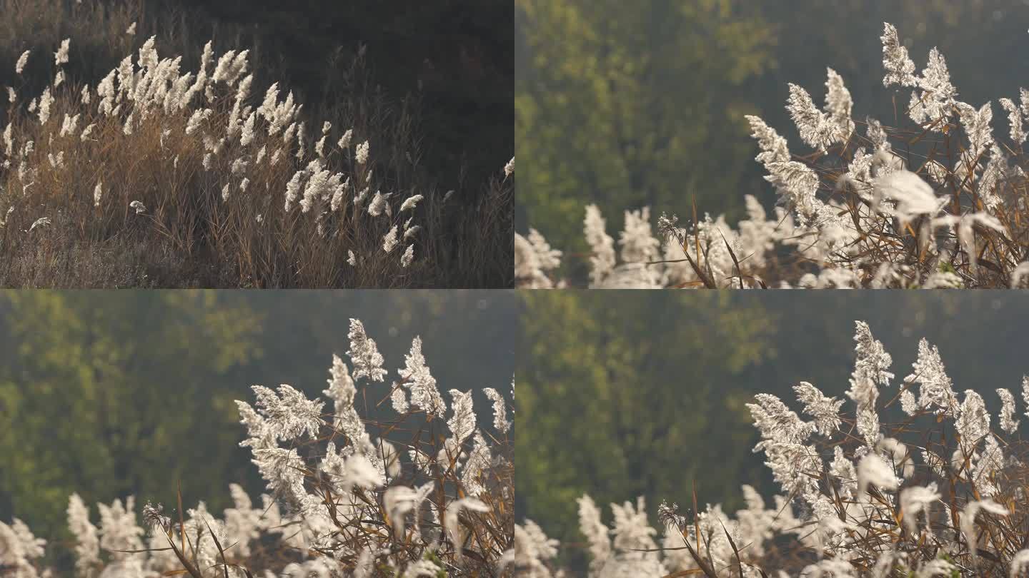 芦苇 逆光 唯美