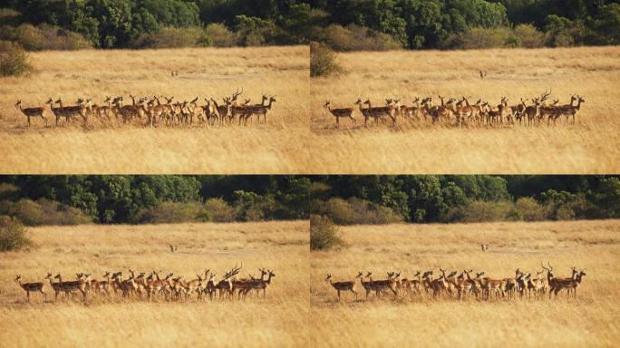 SLO MO猎豹在野生动物保护区的草原上慢慢接近黑斑羚群