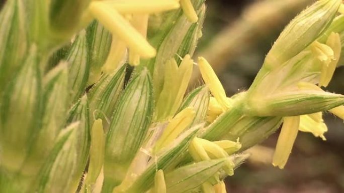 蜜蜂授粉玉米花，特写