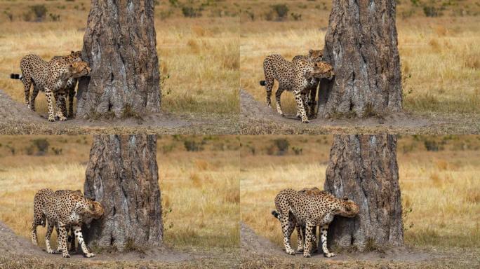 慢动作两只猎豹在草原上闻到树干的味道。通过尿液轨迹标记的领土是猎豹之间交流的重要手段