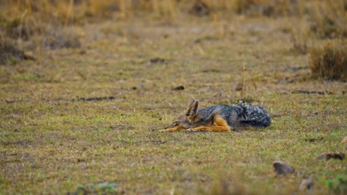 黑背jack狼在马赛马拉国家保护区的野外睡觉和休息