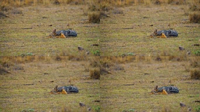 黑背jack狼在马赛马拉国家保护区的野外睡觉和休息