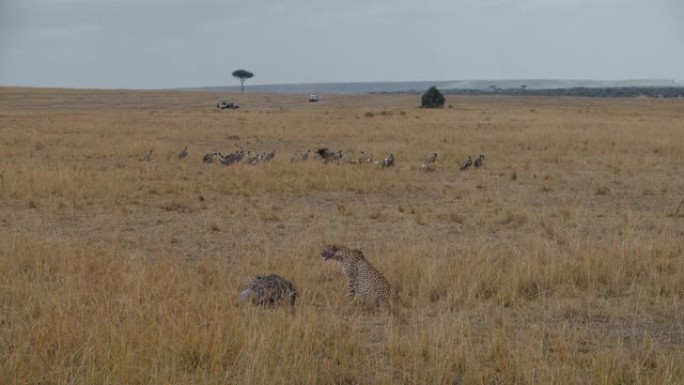SLO MO猎豹坐在死去的猎物旁边休息，而非洲白人则支持秃鹰等待轮到他们。在被野生动物园车辆包围的背