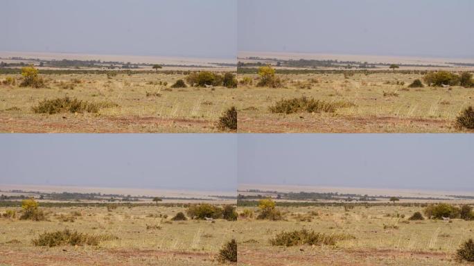 慢动作猎豹在野生动物保护区的草原上观看黑斑羚