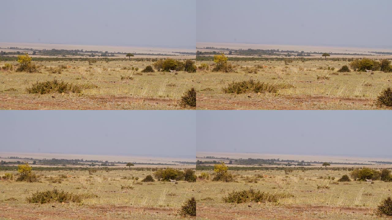 慢动作猎豹在野生动物保护区的草原上观看黑斑羚