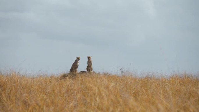 非洲猎豹在草原上放松