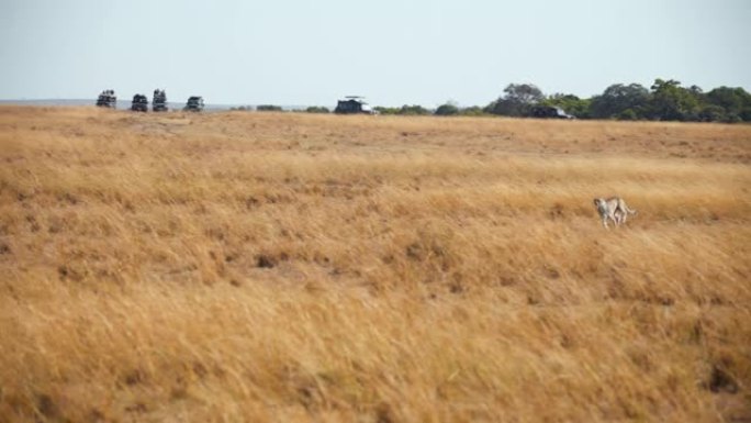 慢动作野生非洲猎豹在草原上追逐猎物
