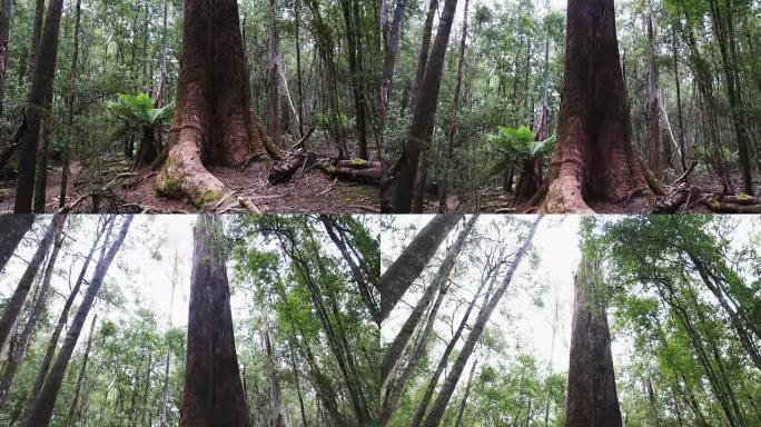 在塔斯马尼亚州倾斜一棵巨大的沼泽口香糖树