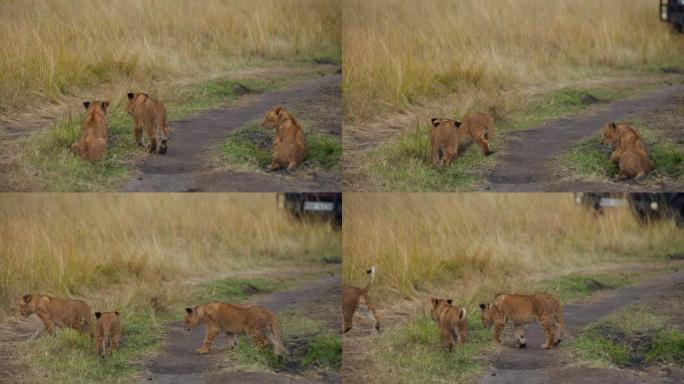 顽皮的小狮子幼崽。野生动物保护区的幼狮穿越道路