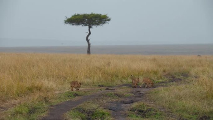 幼狮在野生动物保护区的草地上玩耍