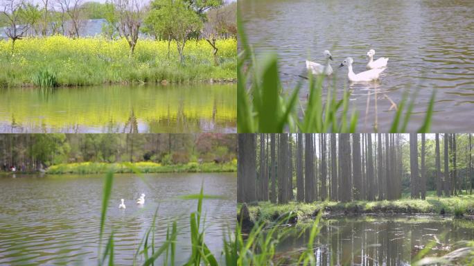 【原创视频】中山植物园湖边树林花草凤头鸭