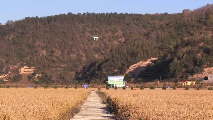 南泥湾稻田