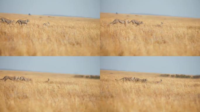 慢镜头猎豹在草原上猎杀一只黑斑羚幼崽