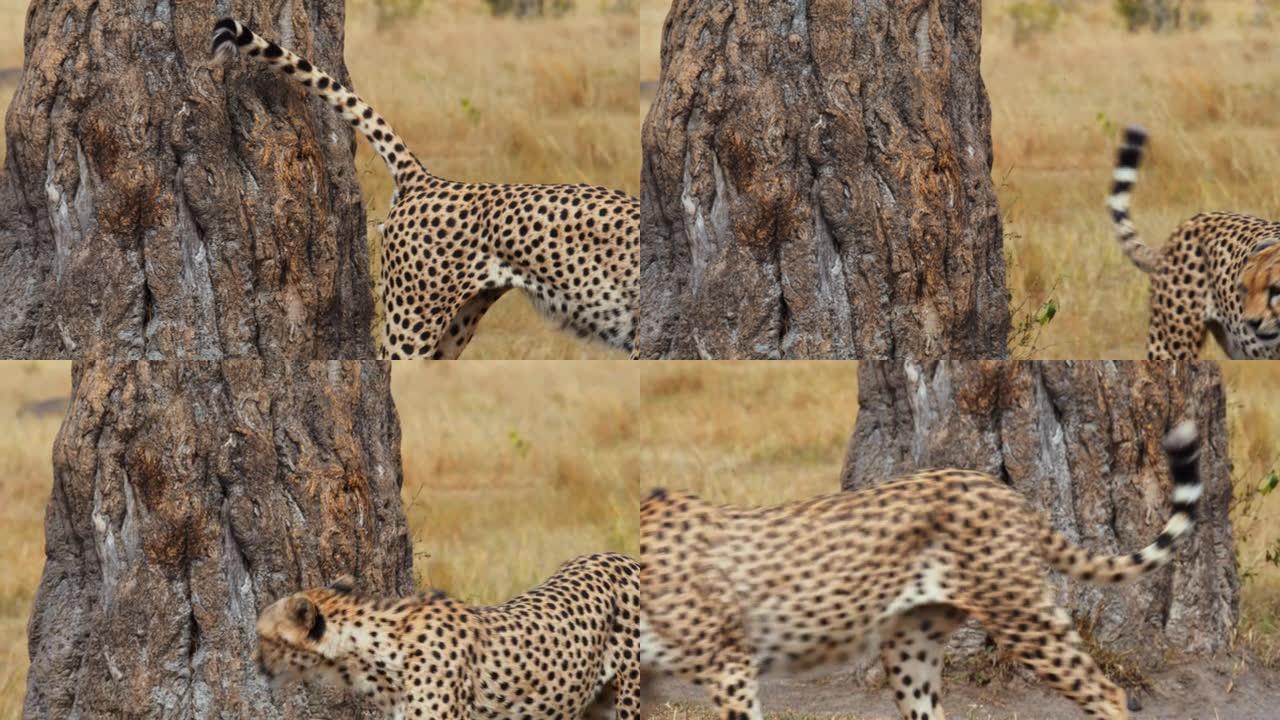 非洲猎豹在树干上标记领土