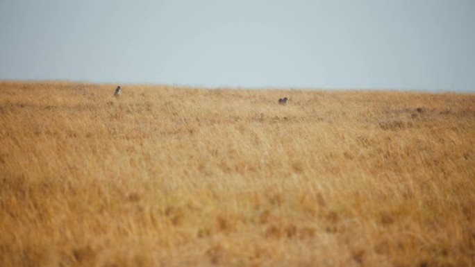 SLO MO猎豹在草原上寻找猎物。猎豹猎杀黑斑羚。狩猎模式。