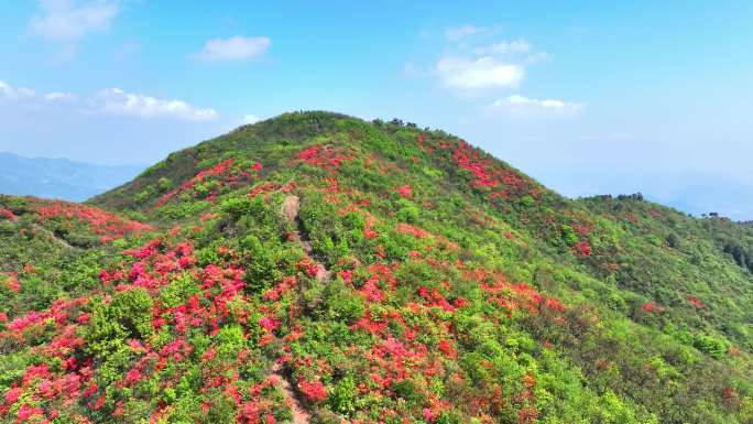 航拍浙江杭州桐庐杜鹃花 春色 乡村美景