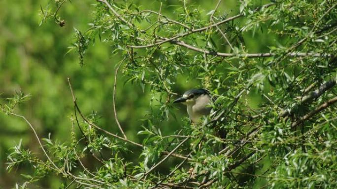 克罗地亚Crna Mlaka树上的黑冠夜鹭 (Nycticorax nycticorax) 殖民地