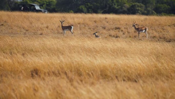 草原上的慢动作黑斑羚家族，从背景中的野生动物园汽车中观察到。