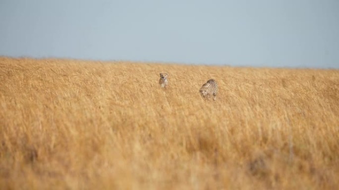 慢动作野生非洲猎豹小心翼翼地走过田野，攻击草原上的黑斑羚幼崽。猎豹猎杀黑斑羚。