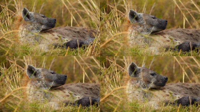 鬣狗躺在野生动物保护区的草地上